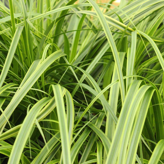 Carex 'Everlime' Ornamental Grass 1L / 2L