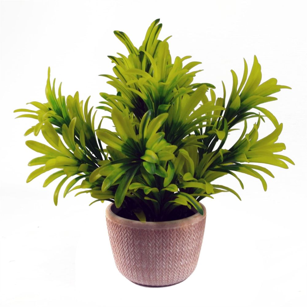 22cm Foliage Honey Plant Light Green in Terracotta Pot