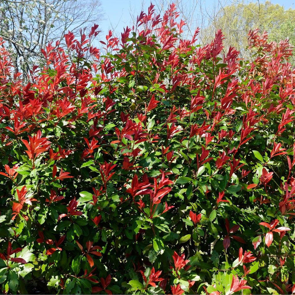 'Carre Rouge' Photinia Evergreen Shrub Plant - 41cm Pot 160-170cm