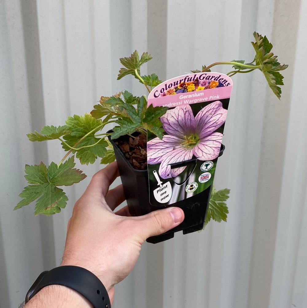 Geranium endressi 'Wargrave Pink’ 9cm