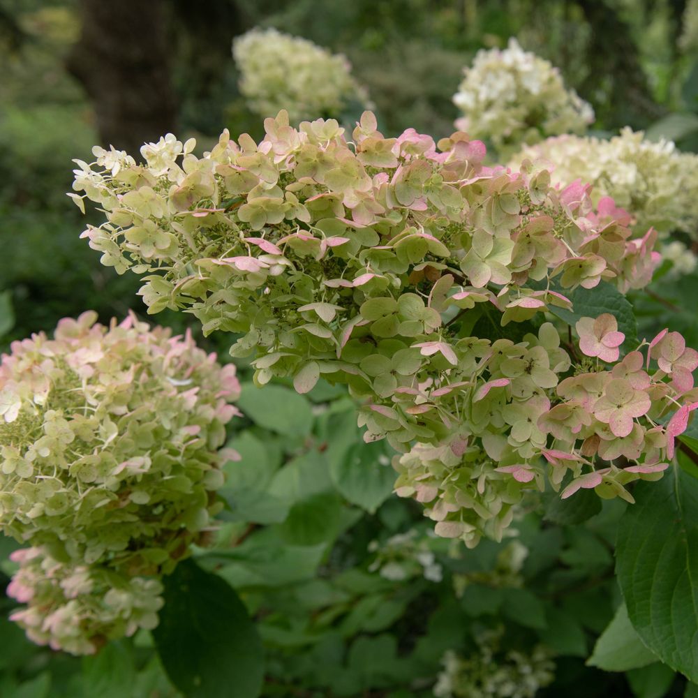 Hydrangea paniculata 'Unique' 1L