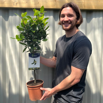 Standard Bay Tree - Laurus Nobilis - 17cm Pot 70 to 80cm