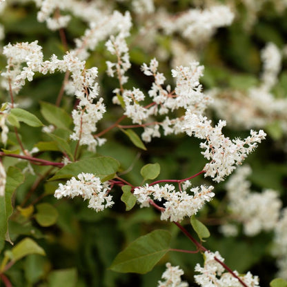 'Russian Vine' Fallopia Baldschuanica Fast Growing Deciduous Flowering Climber Plant - 13cm Pot