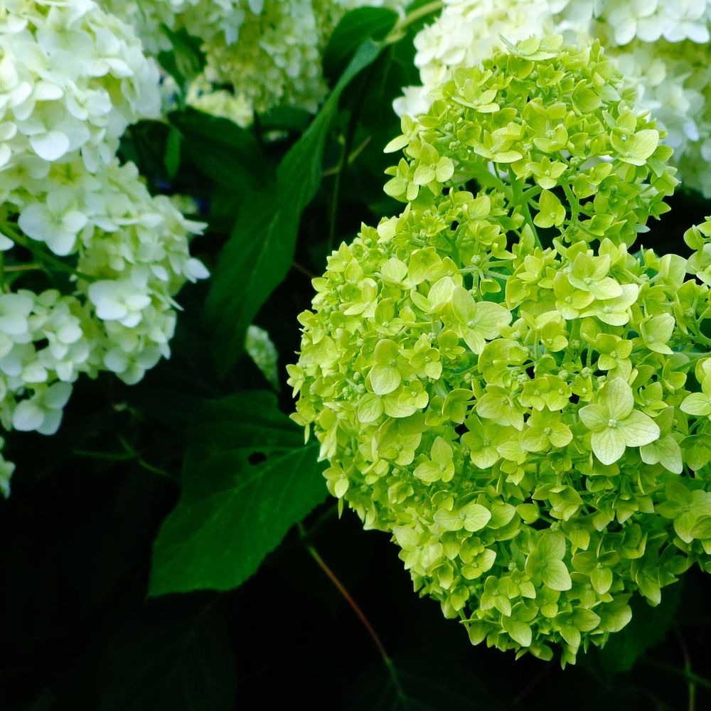 'Limetta' Dwarf Hydrangea Arborescens BellaRagazza Flowering Perennial Plant - 19cm Pot