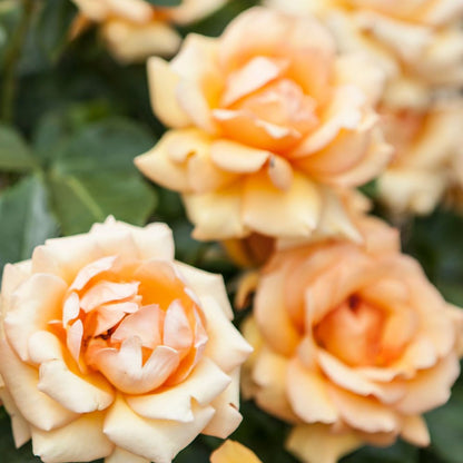 Simply The Best Rose | Hybrid Tea Rose | 4L Potted Rose - Pre-order for December