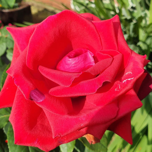 'Thinking of You' Hybrid Tea Potted Rose - 20cm Pot Pre-order For December