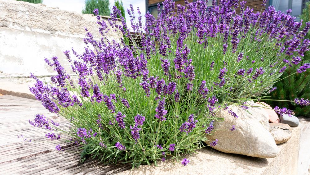 Pack Of 5 Mixed Perennials For A Sunny Site - 9cm to 13.5cm Pots