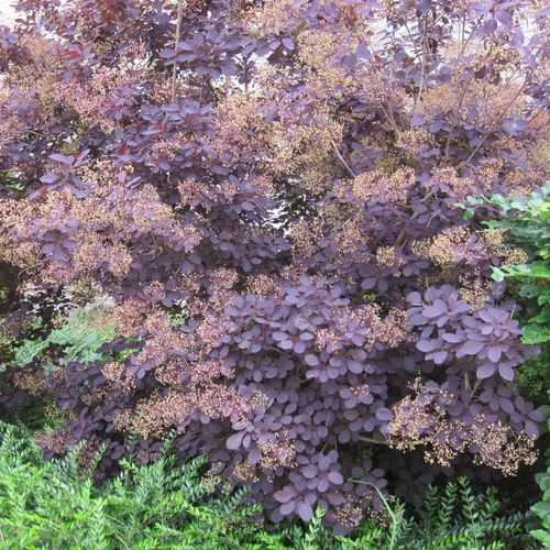 Cotinus cog. 'Royal Purple' 2L