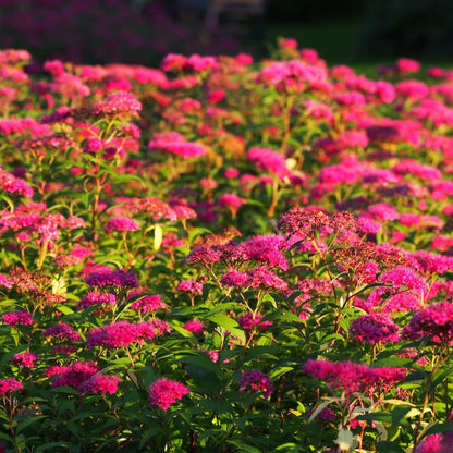 Spiraea japonica 'Anthony Waterer' 2L