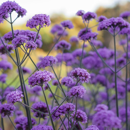 Verbena bonariensis 9-15cm