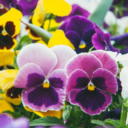 20 Pack Pansy Bedding Plants Tray