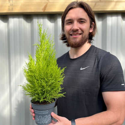 Goldcrest Conifer 'Wilma'