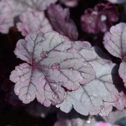 'Pink Panther' Heuchera Semi Evergreen Perennial Plant - 17cm Pot