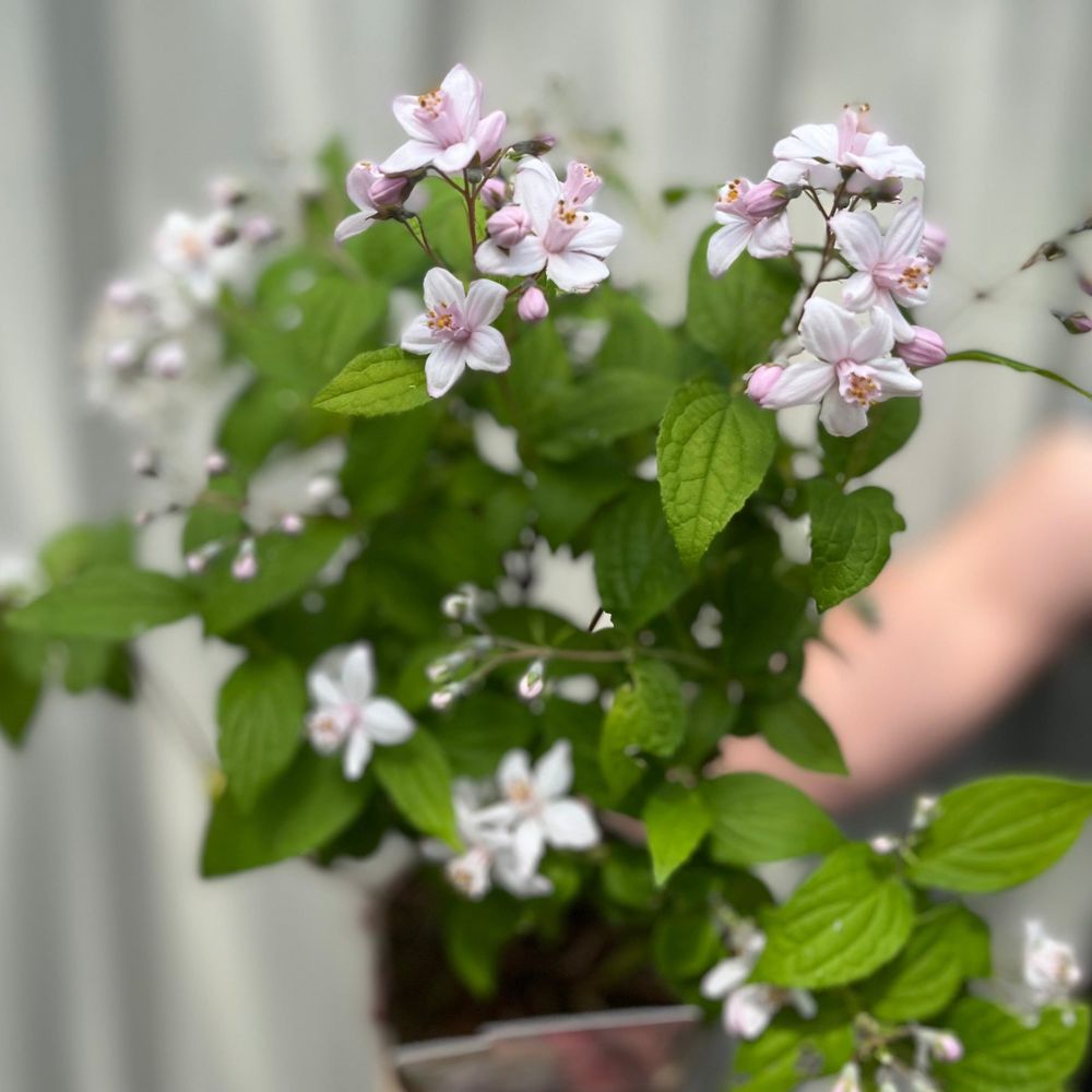 'Mount Rose' Deutzia Flowering Deciduous Shrub Plant - 13cm Pot