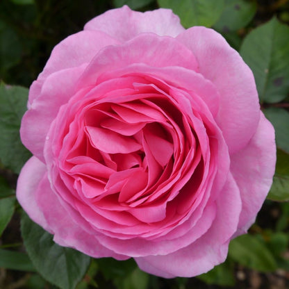 Mum in a Million Rose | Hybrid Tea Rose | 4L Potted Rose - Pre-order for December