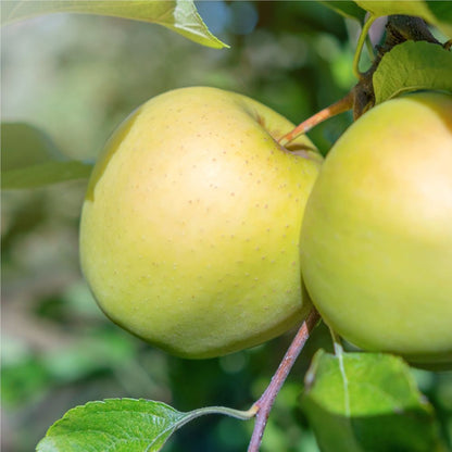 Dwarf / Patio 'Golden Delicious Apple' Malus Domestica Fruit Tree -  18cm Pot 100-110cm