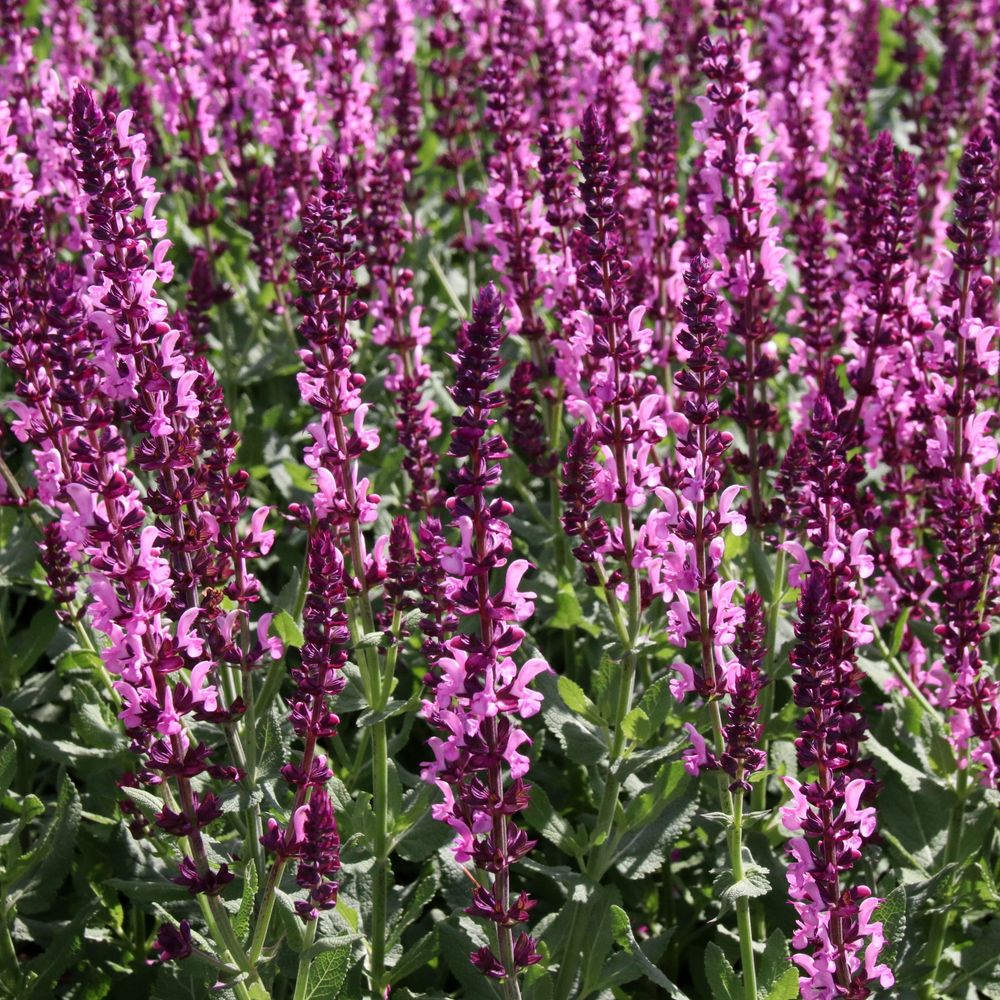 Salvia Nemerosa Synchro Pink Herbaceous Perennial Plant - 9cm Pot