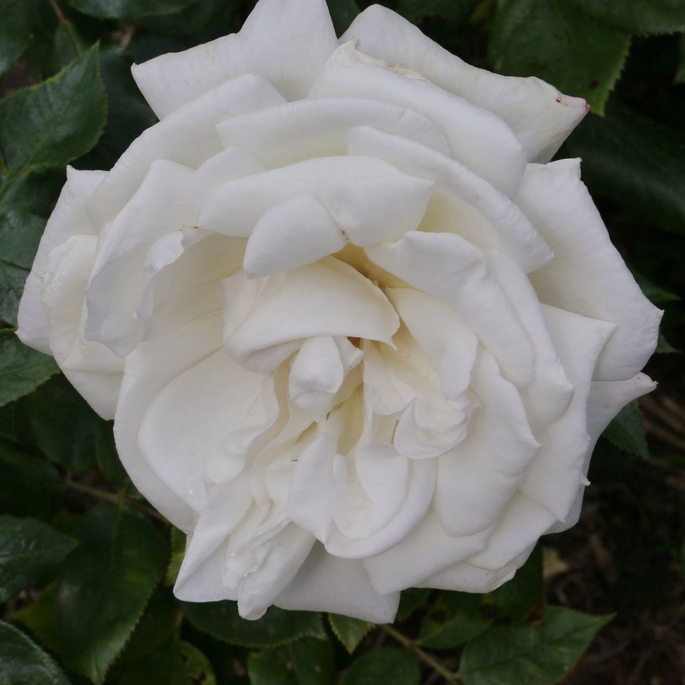 Rose Silver Wedding | Hybrid Tea | 4L Potted Rose (PRE ORDER FOR DECEMBER)