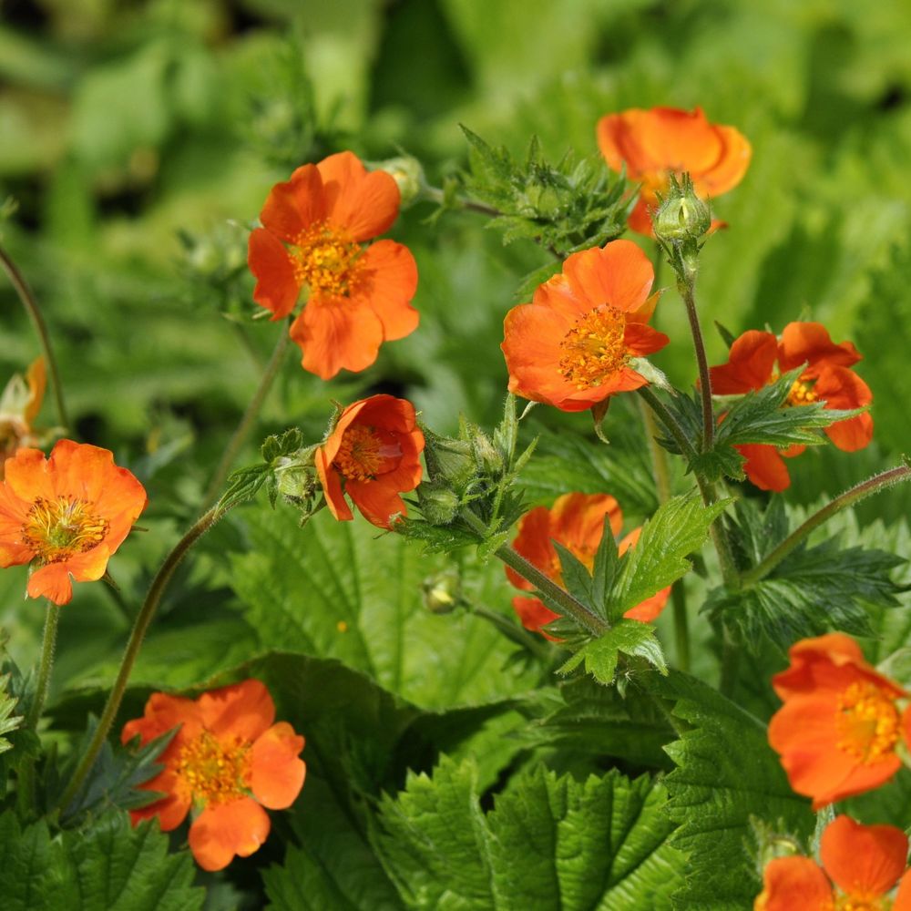 Geum coccineum 'Tosai' 9cm