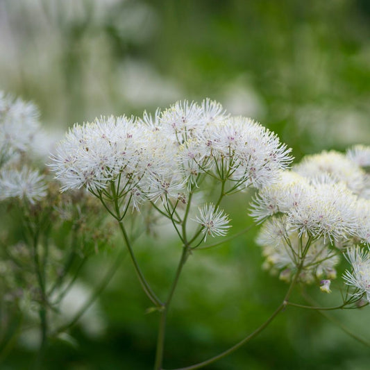 Thalictrum 'Alba' 2L