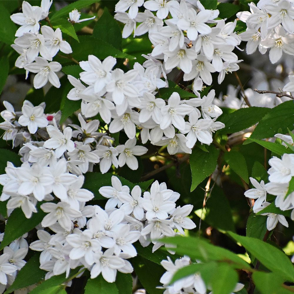 'Gracilis' Deutzia Flowering Deciduous Shrub Plant - 13cm Pot