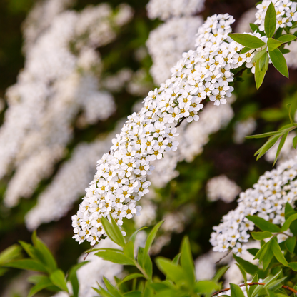 'Snowmound' Spiraea Japonica Flowering Deciduous Shrub Plant - 13cm Pot