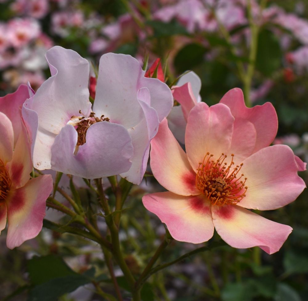 Rose For Your Eyes Only | Floribunda | 4L Potted Rose(PRE ORDER FOR DECEMBER)