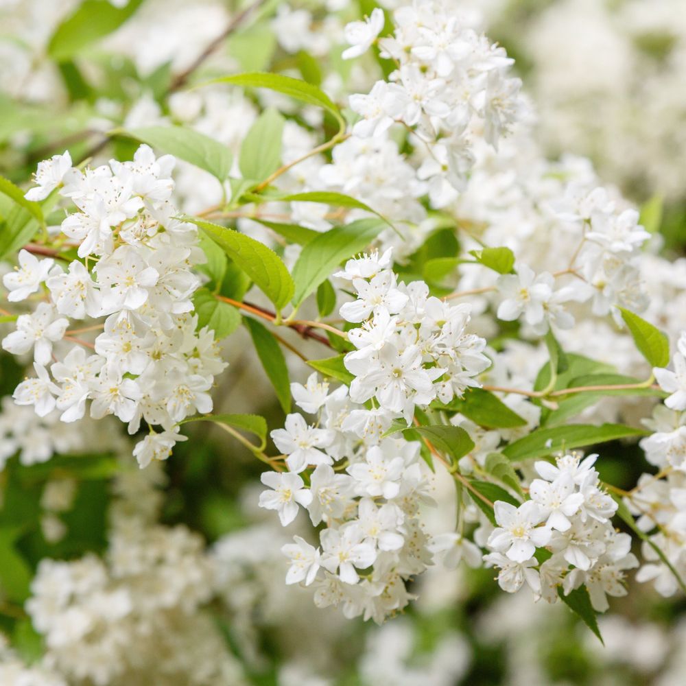 'Gracilis' Deutzia Flowering Deciduous Shrub Plant - 13cm Pot