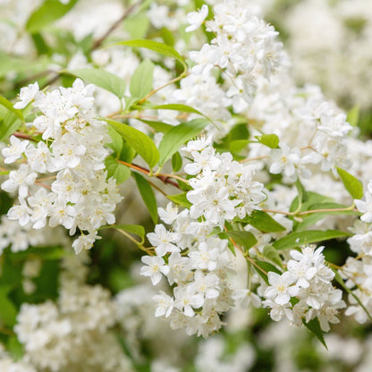 'Gracilis' Deutzia Flowering Deciduous Shrub Plant - 13cm Pot