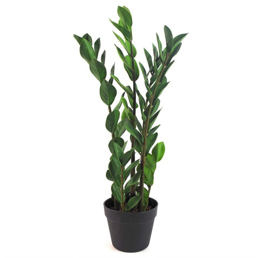 75cm Artificial Zanzibar Green Gem Zamioculcas Succulent Indoor Plant