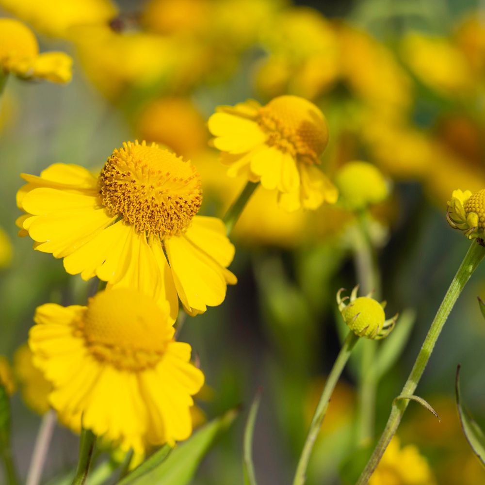 'Mesa Yellow' Gaillardia Summer Flowering Herbaceous Perennial Plant - 9cm Pot