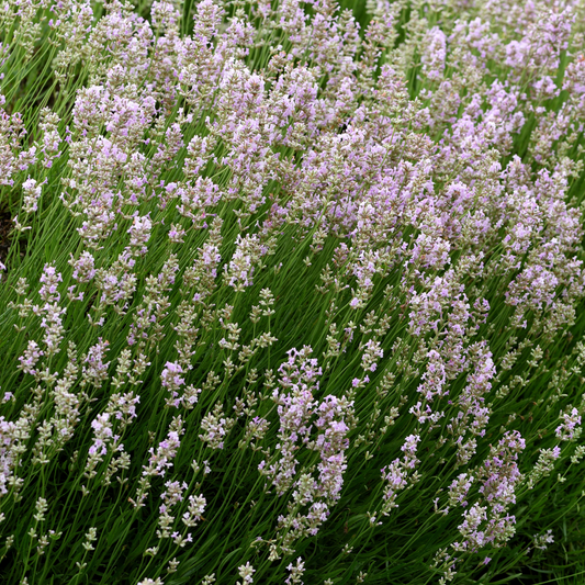 'Rosea' Lavender Angustifolia Pink Flowering Herb Shrub Plant - 9cm Pot