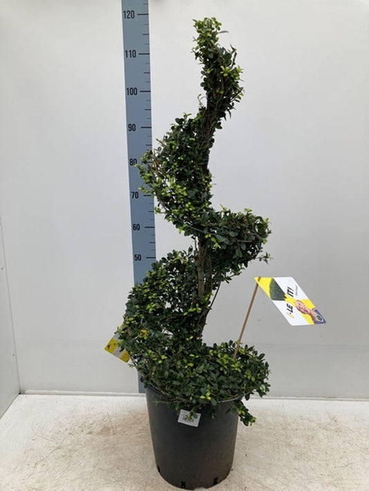 Ilex 'Dark Green' Spiral 12L 110-120cm inc. pot