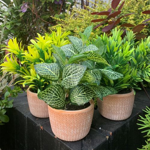 22cm Foliage Honey Plant Dark Green in Terracotta Pot