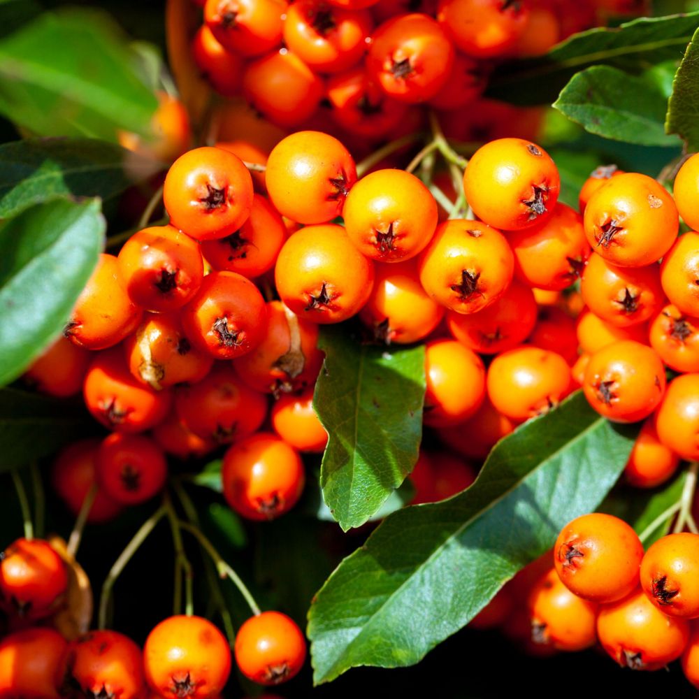 'Orange Glow / Firethorn' Pyracantha Coccinea Flowering Evergreen Shrub Plant - 13cm pot