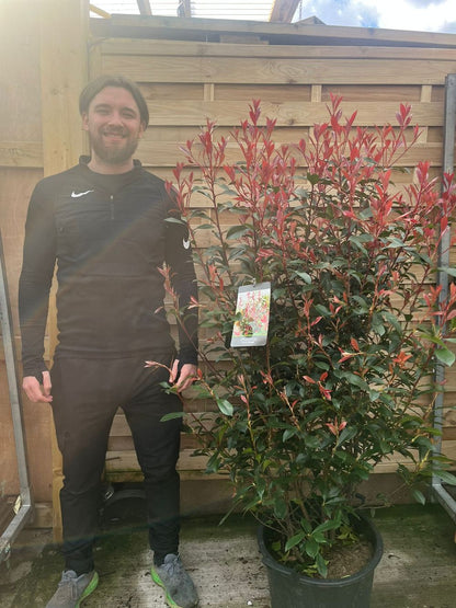 'Carre Rouge' Photinia Evergreen Shrub Plant - 41cm Pot 160-170cm