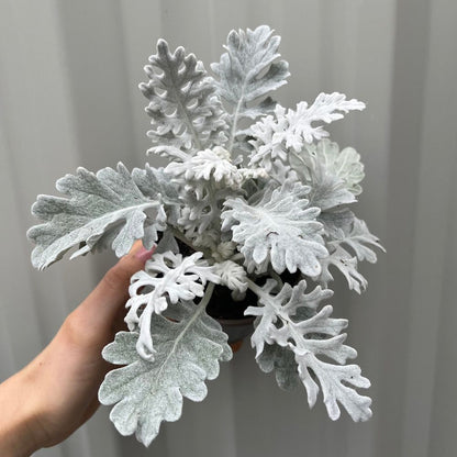 Pack Of 3 'Silver Dust' Cineraria Flowering Bedding Plants - 9cm Pot