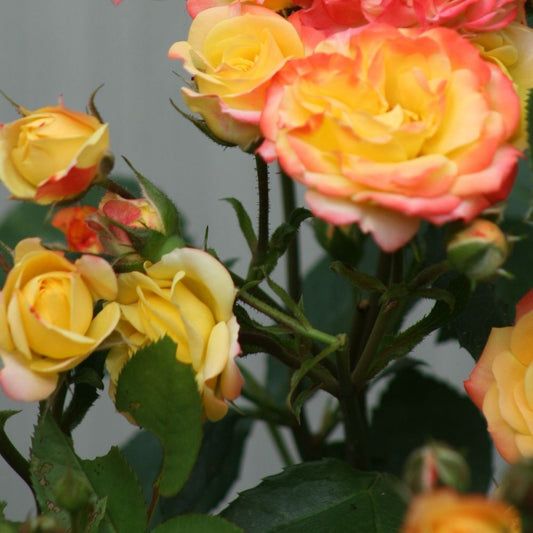 Rose 'Masquerade' | Floribunda | 4L Potted Rose (PRE ORDER FOR DECEMBER)