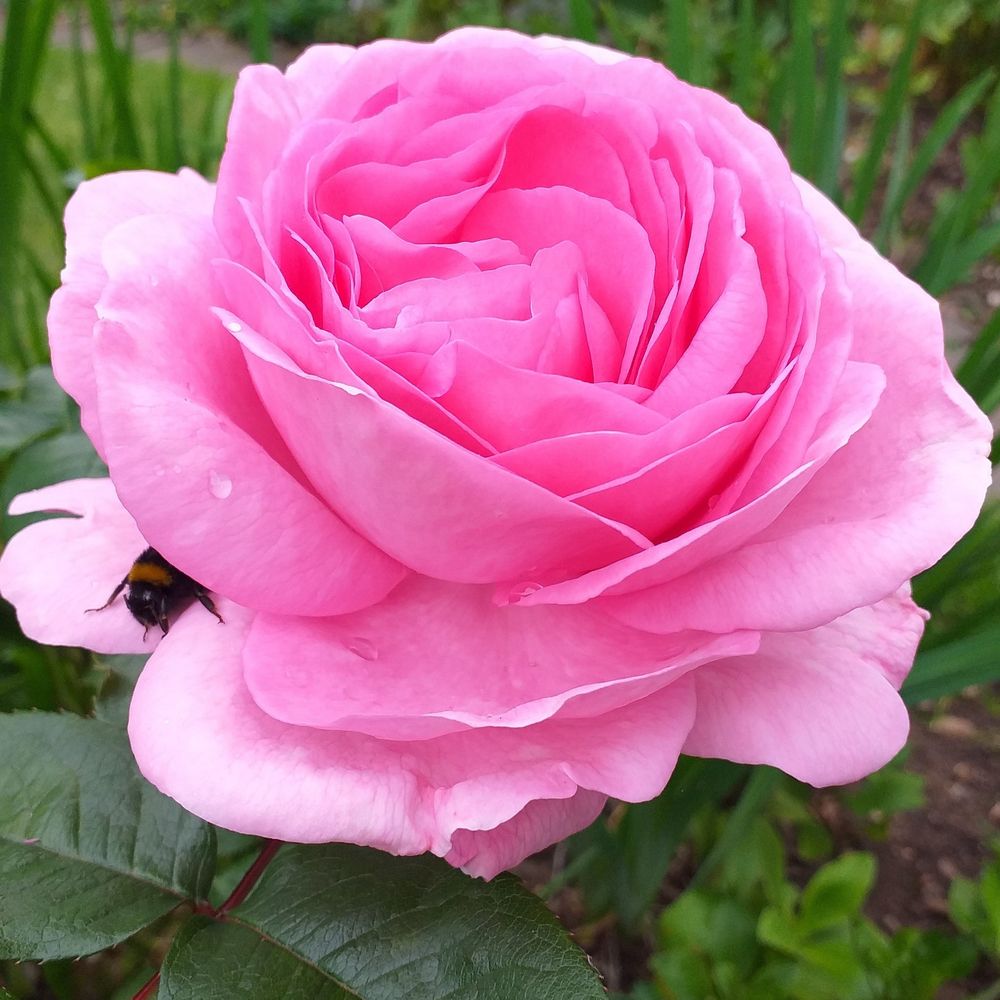 Mum in a Million Rose | Hybrid Tea Rose | 4L Potted Rose - Pre-order for December