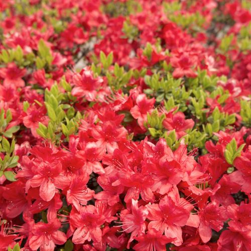 Azalea 'Moederkensdag' 1.5L