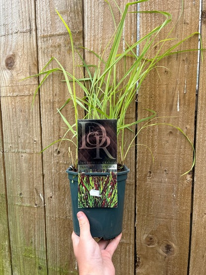 'Sangria' Panicum Virgatum Summer Flowering Plant - 17cm Pot