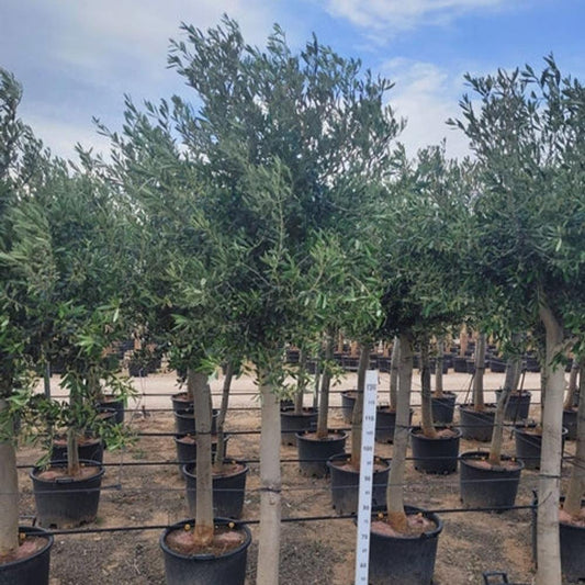 Olive Tree 40L 200-220cm (Multibuy Offers Available)