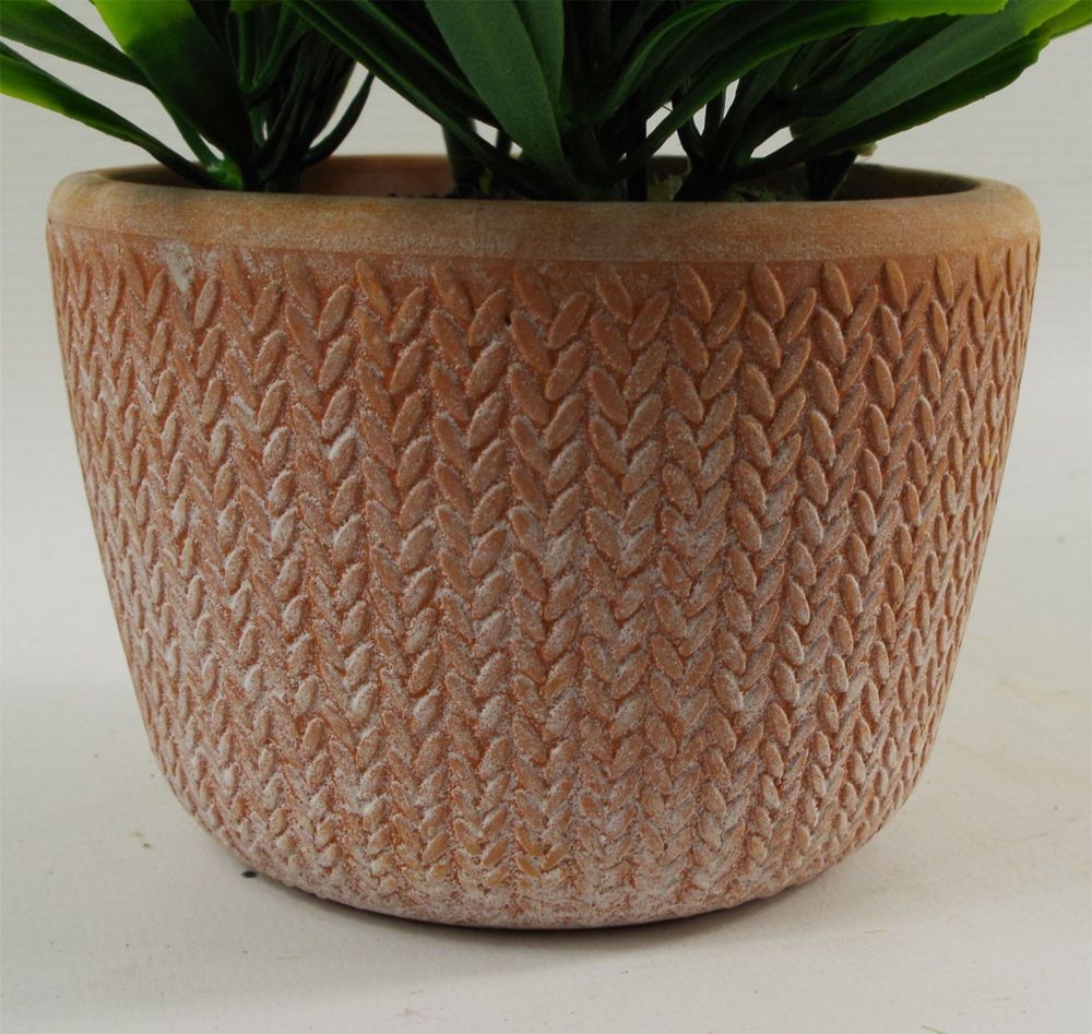 22cm Honey Plant Dark Green in Terracotta Pot