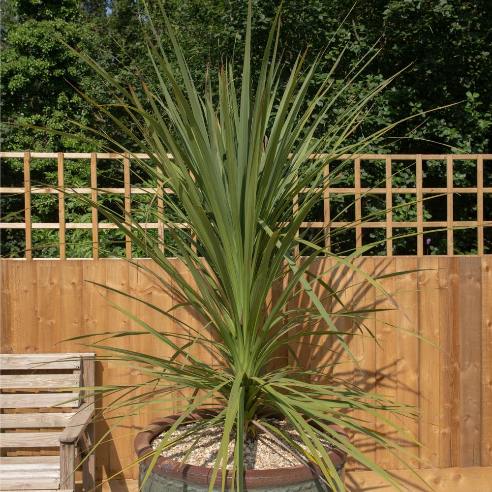 Cordyline Australis Green Evergreen - 20cm Pot 1m to 1.2m