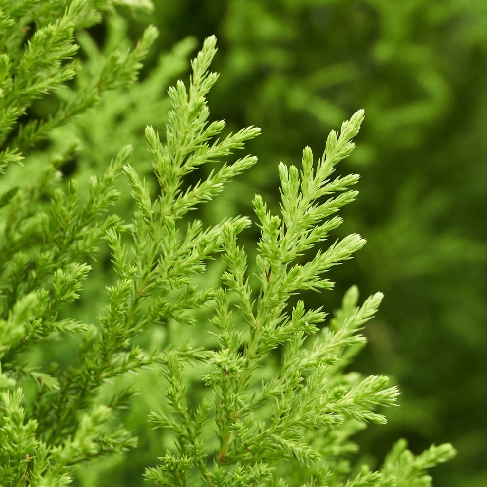 Goldcrest Conifer 'Wilma'