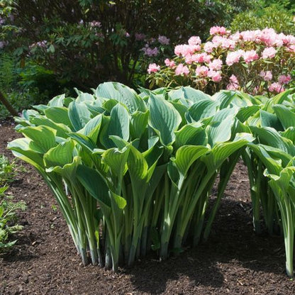 Hosta 'Regal Splendor' 9cm