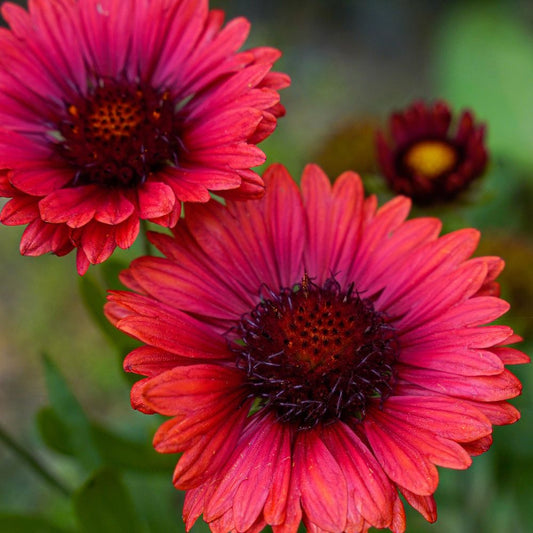 Gaillardia 'Burgunder' 9cm Pot