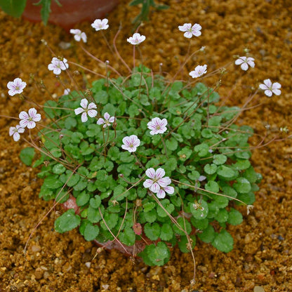 'White Cranesbill / Album' Erodium Reichardii Flowering Perennial Plant - 9cm Pot