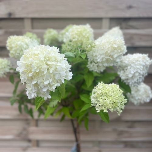 Patio Hydrangea paniculata 'LimeLight’ Tree 5L 120-130cm