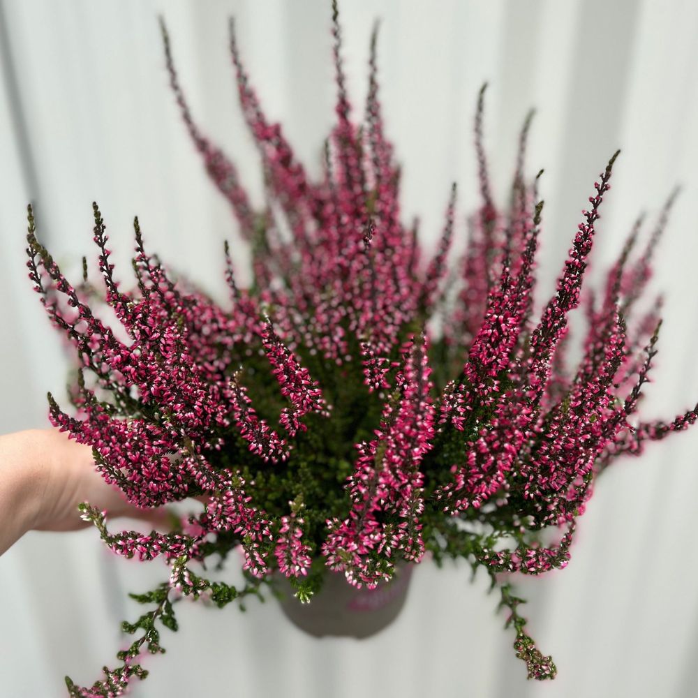 Pack Of Three Pink Heather Calluna Vulgaris - 9cm Pot